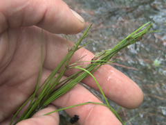 Isolepis lenticularis