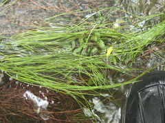 Isolepis lenticularis