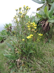 Senecio