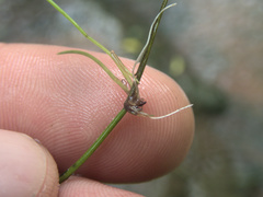 Isolepis lenticularis