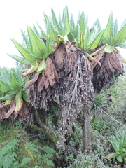 Dendrosenecio erici-rosenii