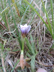Romulea congoensis