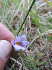 Romulea congoensis