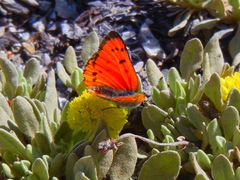 Lycaena cupreus