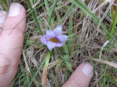 Romulea congoensis