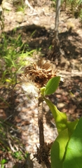 Oliganthes