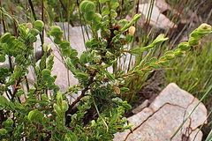 Cliffortia pulchella