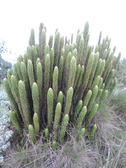 Phlegmariurus saururus