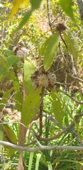 Oliganthes