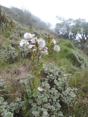 Senecio