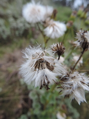 Senecio