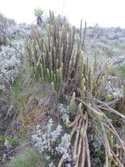 Phlegmariurus saururus