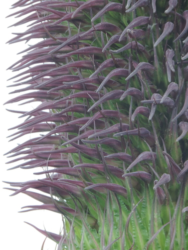Lobelia stuhlmannii