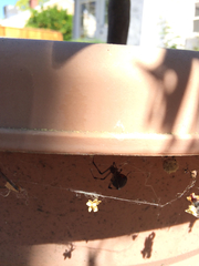 Latrodectus geometricus