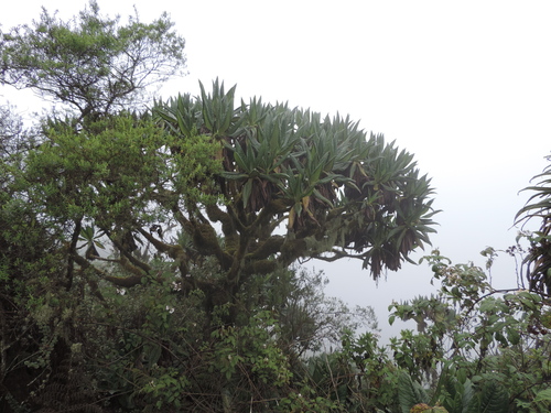 Dendrosenecio erici-rosenii