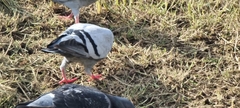 Columba livia domestica