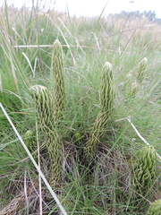 Phlegmariurus saururus