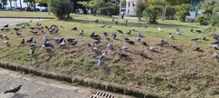 Columba livia domestica
