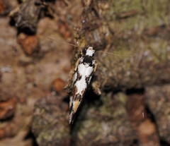 Machetis aphrobola