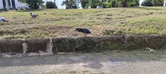 Columba livia domestica