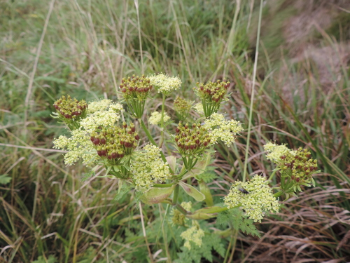 Afroligusticum linderi image