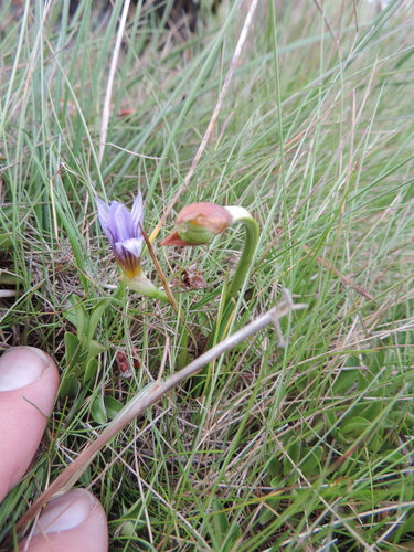 Romulea congoensis image