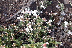 Aspalathus submissa