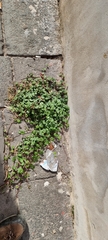 Cymbalaria muralis