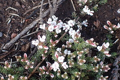 Aspalathus submissa