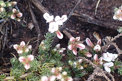 Aspalathus submissa