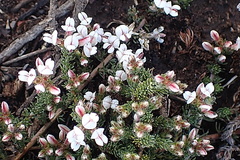 Aspalathus submissa