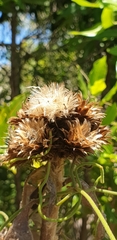 Oliganthes
