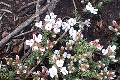 Aspalathus submissa