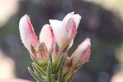 Aspalathus submissa