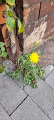 Sonchus tenerrimus