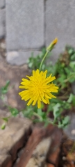 Sonchus tenerrimus