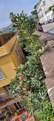 Ficus carica