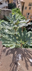 Ficus carica