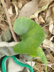 Aristolochia littoralis