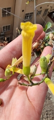 Nicotiana glauca