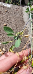 Nicotiana glauca