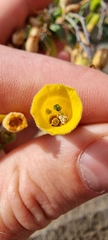 Nicotiana glauca