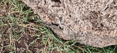 Podarcis siculus