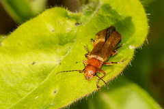 Cantharis cryptica