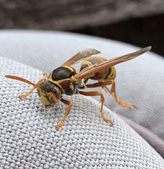 Polistes humilis synoecus