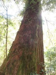 Chamaecyparis formosensis