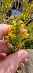 Dittrichia viscosa