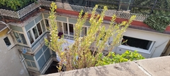 Dittrichia viscosa