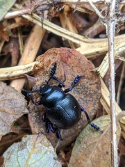 Timarcha goettingensis
