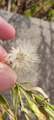 Dittrichia viscosa